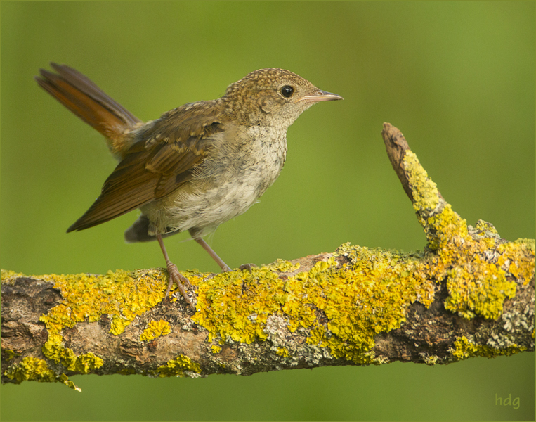 284 jonge nachtegaal -k-.jpg